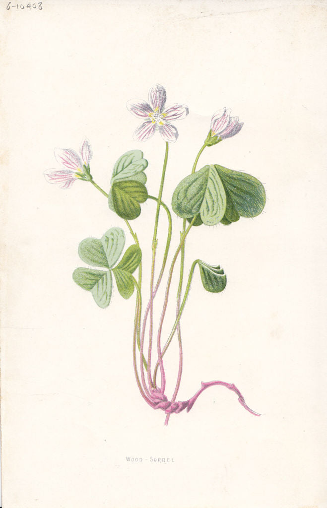 FLOWERS. Wood Sorrel c1895 old antique vintage print picture